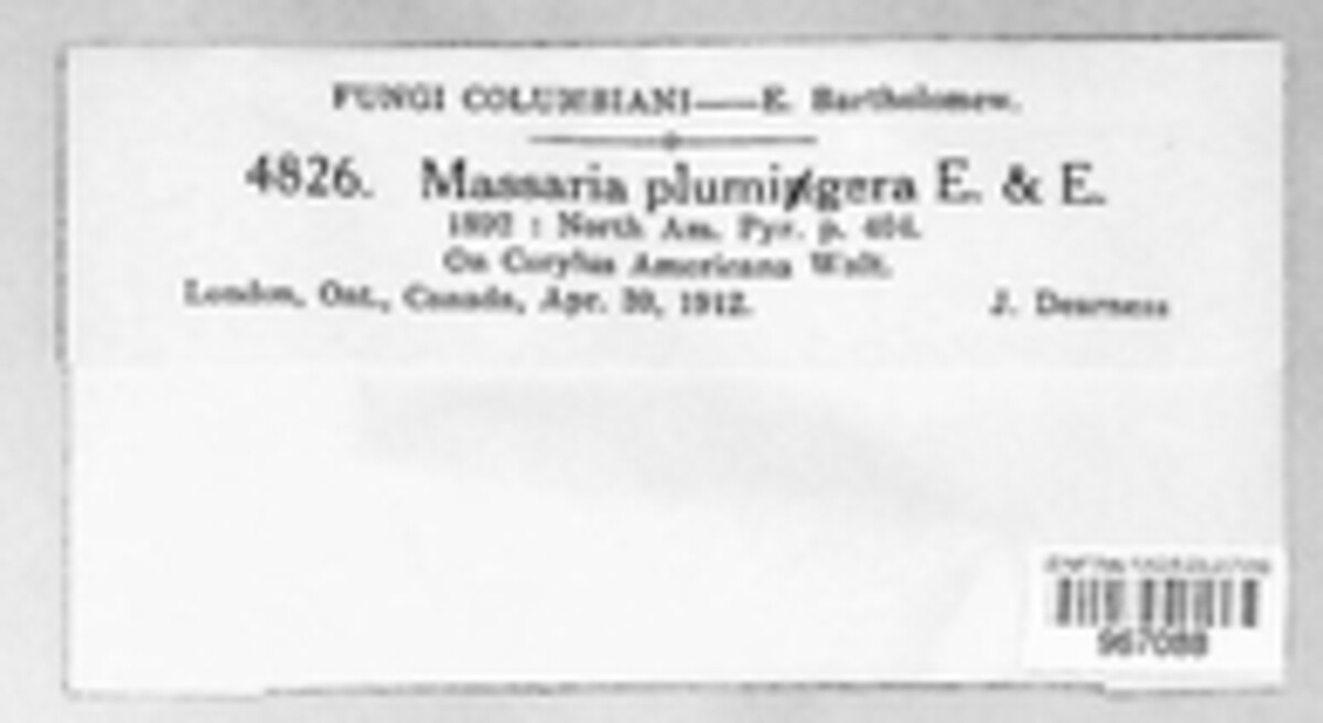 Massarina plumigera image